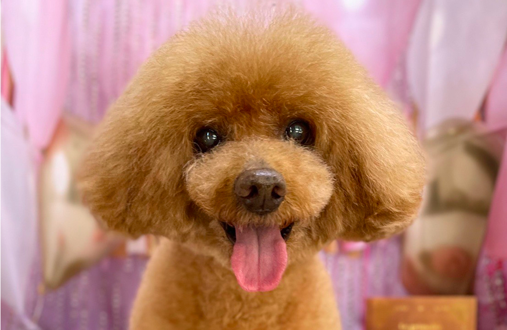 看板犬